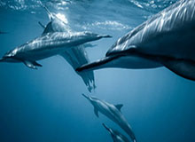 开云app-鏖战3小时 袁悦2-1卡莱晋级澳网女单资格赛决胜轮